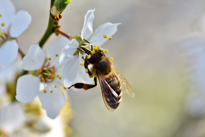 jardinerie-MEOUNES LES MONTRIEUX-min_bee-4092986